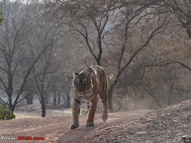 20 years of Ranthambore!-dsc07306.jpg