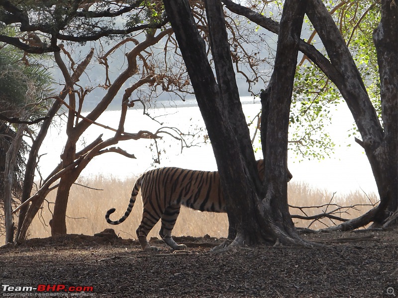 20 years of Ranthambore!-dsc07355.jpg