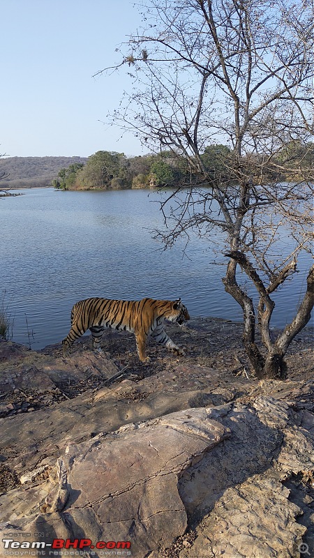 20 years of Ranthambore!-pxl_20220219_110511595.jpg