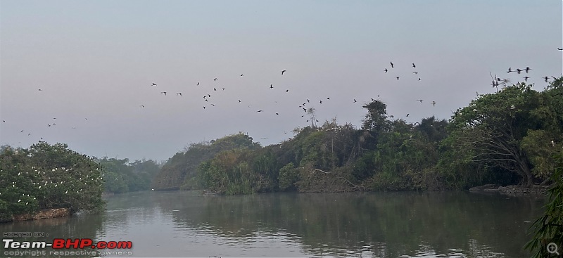 Weekend drive to Ranganathittu Bird Sanctuary and Lalitha Mahal Palace Hotel-bird-activity.jpg