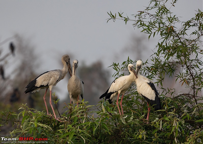 Weekend drive to Ranganathittu Bird Sanctuary and Lalitha Mahal Palace Hotel-asian-openbill-1.jpg