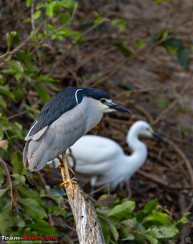 Weekend drive to Ranganathittu Bird Sanctuary and Lalitha Mahal Palace Hotel-black-crowned-night-heron-2.jpg