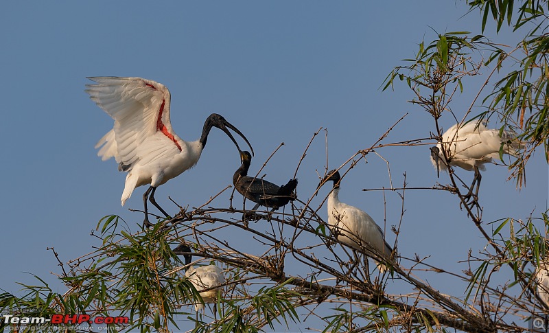 Weekend drive to Ranganathittu Bird Sanctuary and Lalitha Mahal Palace Hotel-black-headed-ibis-2.jpg
