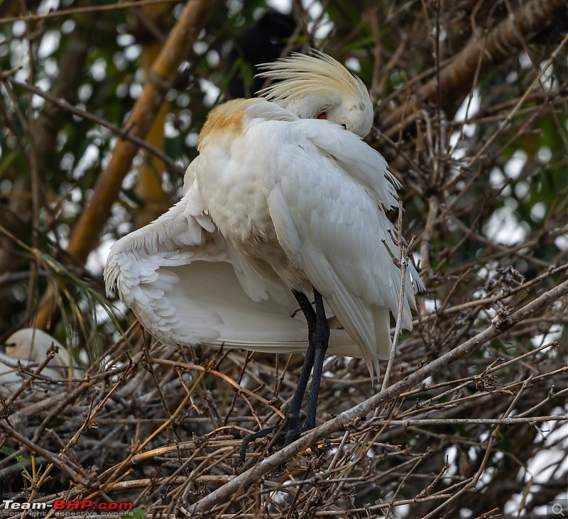 Weekend drive to Ranganathittu Bird Sanctuary and Lalitha Mahal Palace Hotel-eurasian-spoonbill-2.jpg