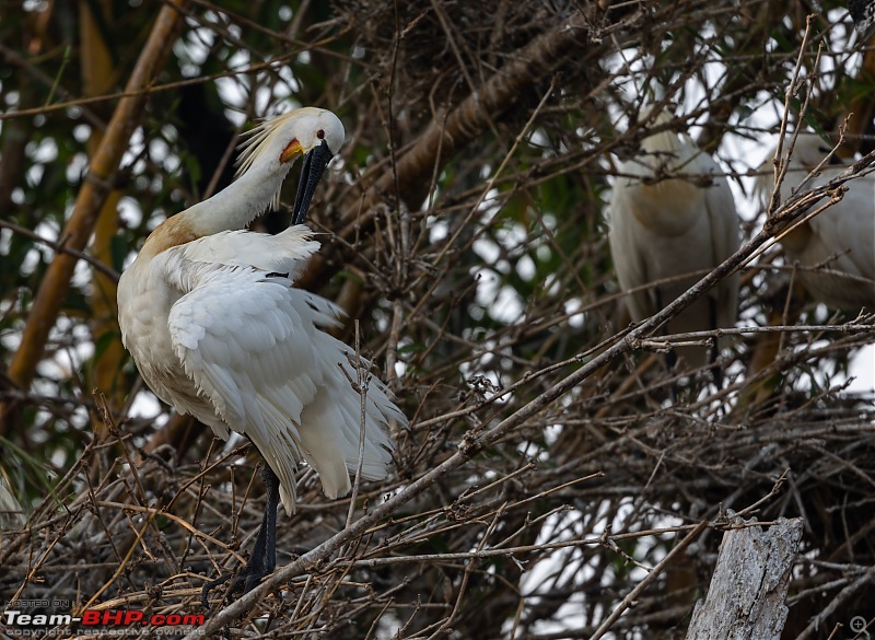 Weekend drive to Ranganathittu Bird Sanctuary and Lalitha Mahal Palace Hotel-eurasian-spoonbill-3.jpg