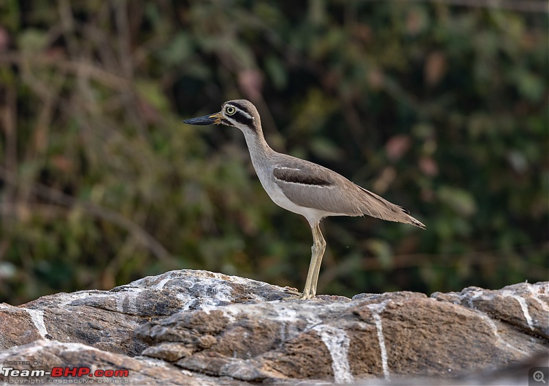 Weekend drive to Ranganathittu Bird Sanctuary and Lalitha Mahal Palace Hotel-great-thick-knee-1.jpg