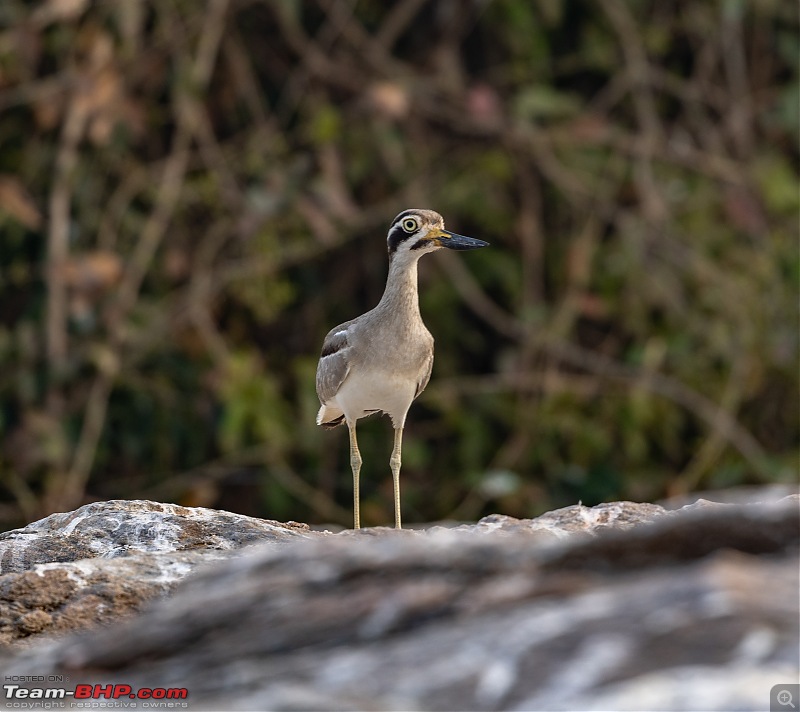 Weekend drive to Ranganathittu Bird Sanctuary and Lalitha Mahal Palace Hotel-great-thick-knee-2.jpg