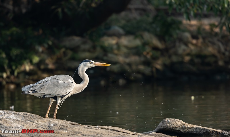 Weekend drive to Ranganathittu Bird Sanctuary and Lalitha Mahal Palace Hotel-grey-heron.jpg