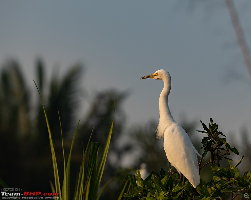 Weekend drive to Ranganathittu Bird Sanctuary and Lalitha Mahal Palace Hotel-intermediate-egret-1.jpg