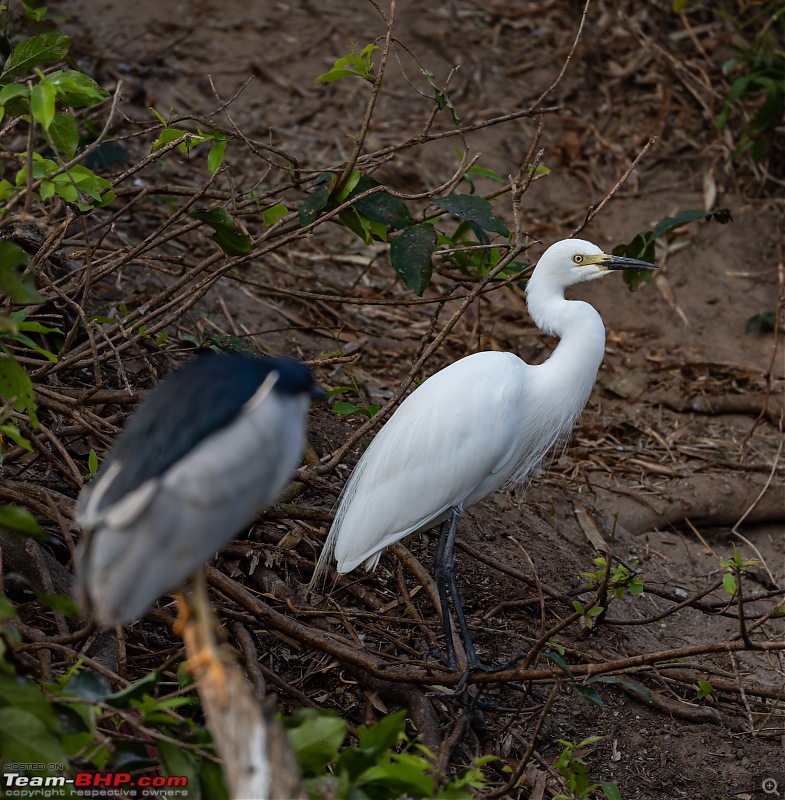 Weekend drive to Ranganathittu Bird Sanctuary and Lalitha Mahal Palace Hotel-intermediate-egret-3.jpg