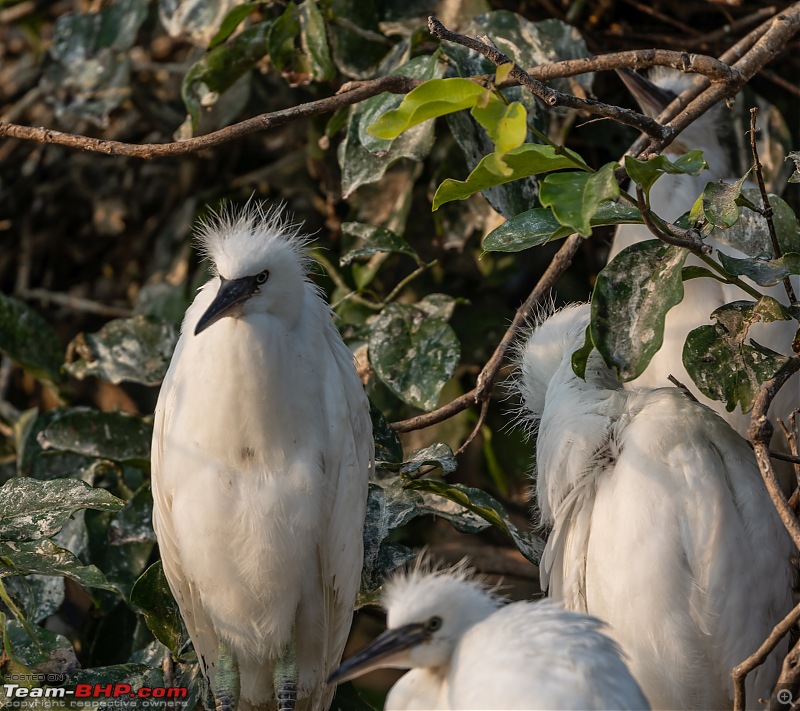 Weekend drive to Ranganathittu Bird Sanctuary and Lalitha Mahal Palace Hotel-intermediate-egrets-breed-plumage.jpg