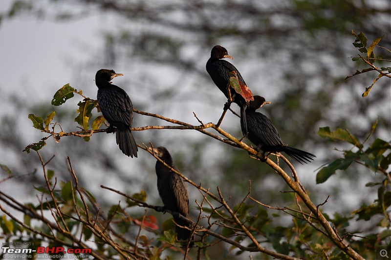 Weekend drive to Ranganathittu Bird Sanctuary and Lalitha Mahal Palace Hotel-little-cormorant-2.jpg