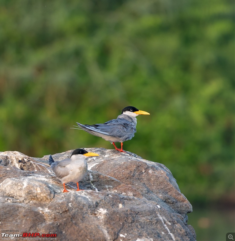 Weekend drive to Ranganathittu Bird Sanctuary and Lalitha Mahal Palace Hotel-river-tern-1.jpg