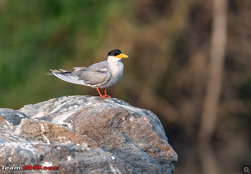 Weekend drive to Ranganathittu Bird Sanctuary and Lalitha Mahal Palace Hotel-river-tern-2.jpg