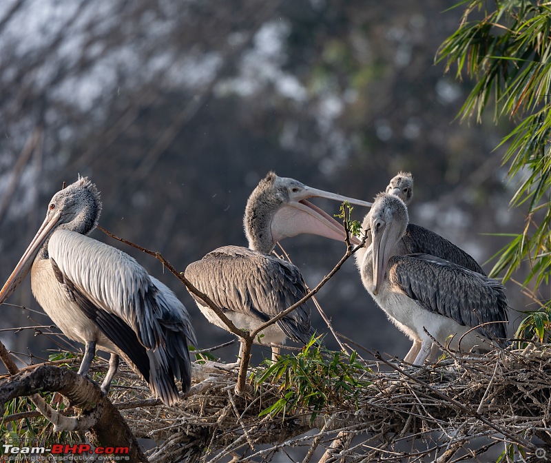 Weekend drive to Ranganathittu Bird Sanctuary and Lalitha Mahal Palace Hotel-spot-billed-pelican-2.jpg