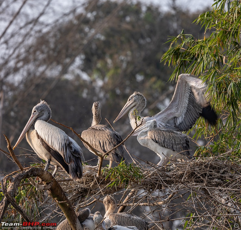 Weekend drive to Ranganathittu Bird Sanctuary and Lalitha Mahal Palace Hotel-spot-billed-pelican-3.jpg