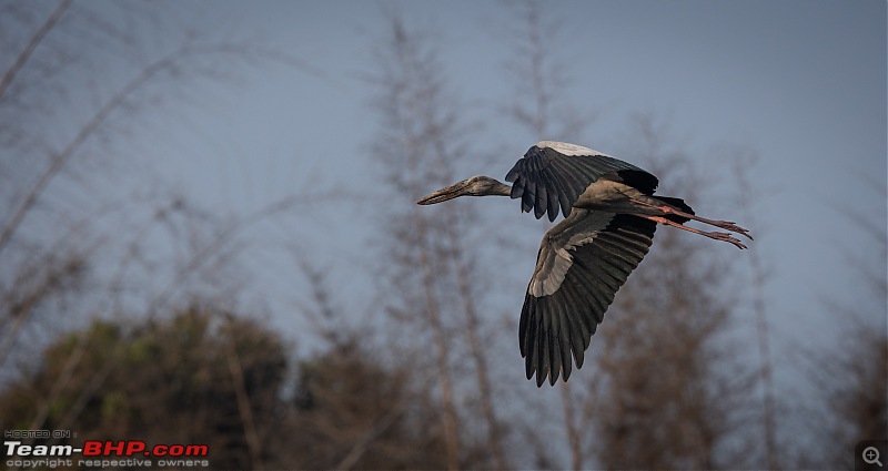 Weekend drive to Ranganathittu Bird Sanctuary and Lalitha Mahal Palace Hotel-asian-openbill-2.jpg