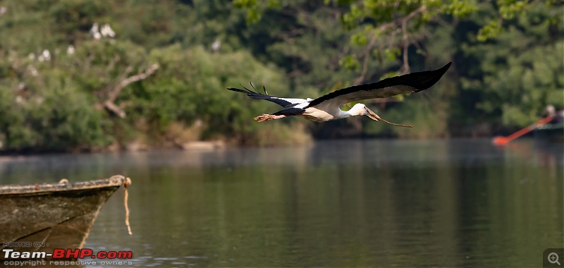 Weekend drive to Ranganathittu Bird Sanctuary and Lalitha Mahal Palace Hotel-asian-openbill-3.jpg