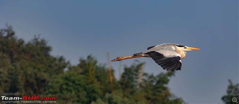 Weekend drive to Ranganathittu Bird Sanctuary and Lalitha Mahal Palace Hotel-grey-heron-1.jpg