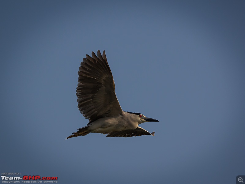 Weekend drive to Ranganathittu Bird Sanctuary and Lalitha Mahal Palace Hotel-night-heron-1.jpg