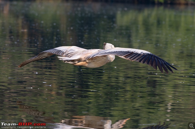 Weekend drive to Ranganathittu Bird Sanctuary and Lalitha Mahal Palace Hotel-spotbilled-pelican-fishing-1.jpg