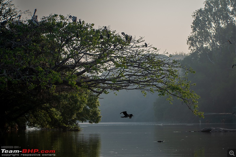 Weekend drive to Ranganathittu Bird Sanctuary and Lalitha Mahal Palace Hotel-dsc_9133.jpg