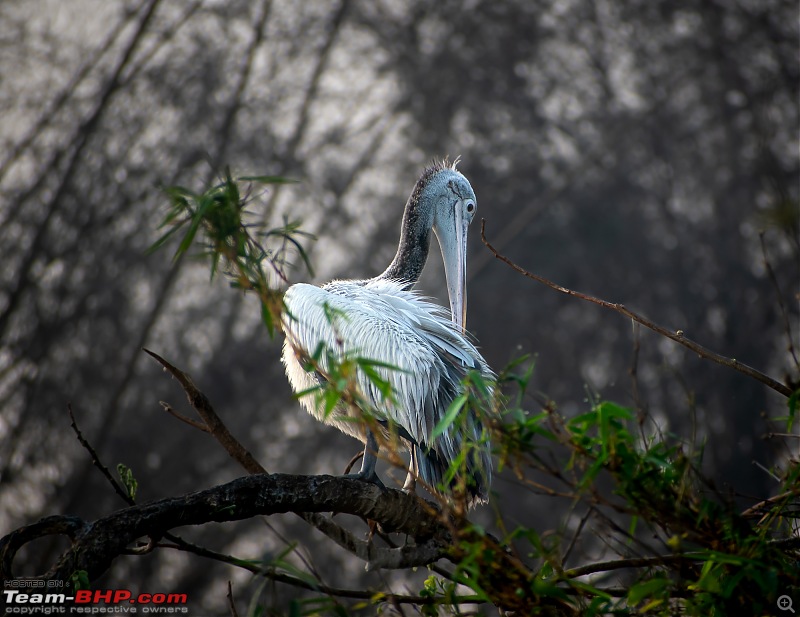 Weekend drive to Ranganathittu Bird Sanctuary and Lalitha Mahal Palace Hotel-dsc_8629.jpg