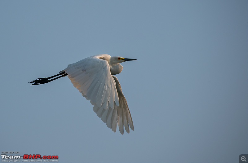 Weekend drive to Ranganathittu Bird Sanctuary and Lalitha Mahal Palace Hotel-dsc_8890.jpg