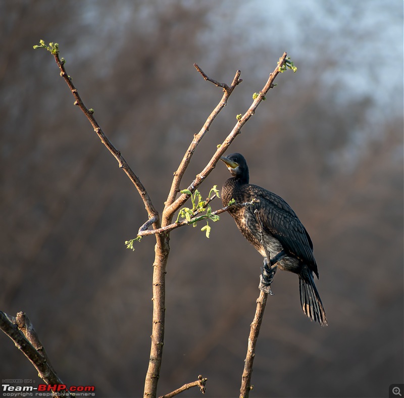 Weekend drive to Ranganathittu Bird Sanctuary and Lalitha Mahal Palace Hotel-dsc_9039.jpg