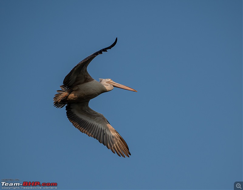 Weekend drive to Ranganathittu Bird Sanctuary and Lalitha Mahal Palace Hotel-dsc_9051.jpg