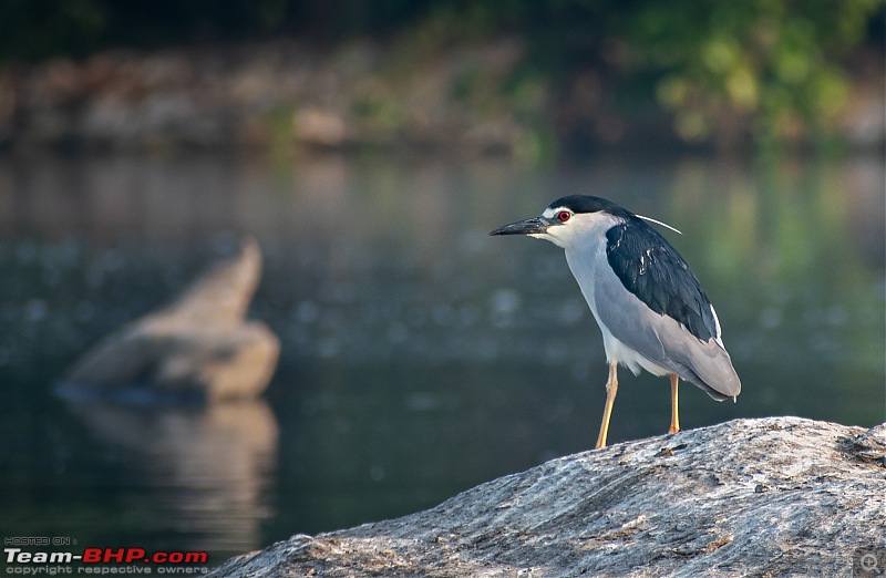 Weekend drive to Ranganathittu Bird Sanctuary and Lalitha Mahal Palace Hotel-dsc_90593.jpg