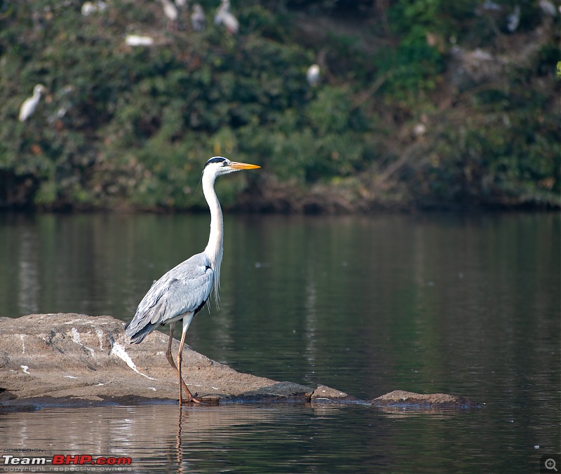 Weekend drive to Ranganathittu Bird Sanctuary and Lalitha Mahal Palace Hotel-dsc_9244.jpg