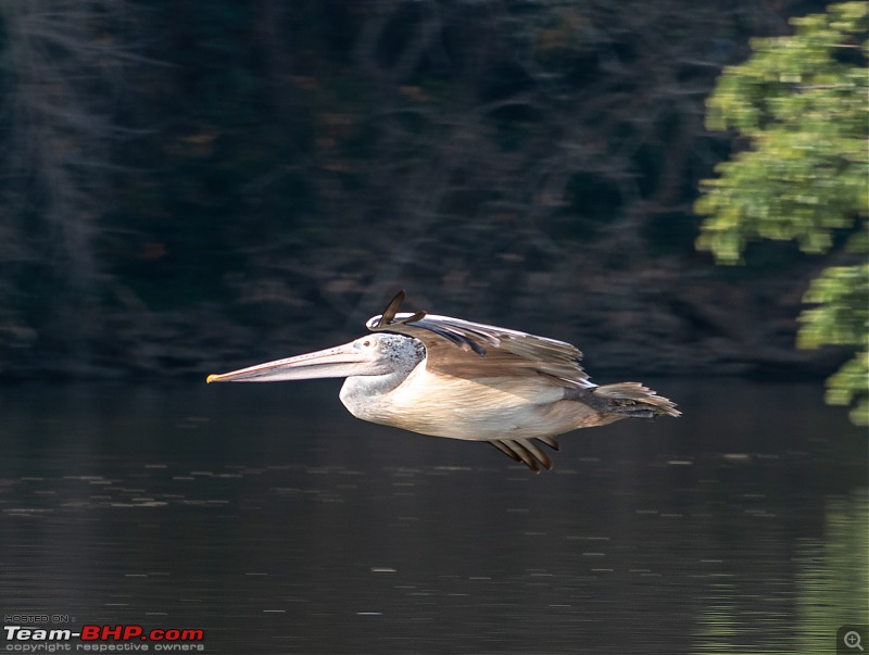Weekend drive to Ranganathittu Bird Sanctuary and Lalitha Mahal Palace Hotel-dsc_9301.jpg