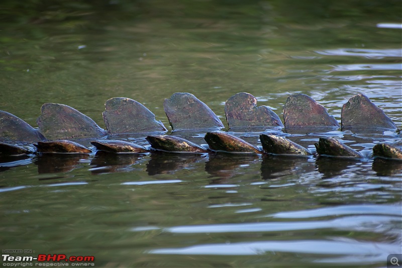 Weekend drive to Ranganathittu Bird Sanctuary and Lalitha Mahal Palace Hotel-dsc_8980.jpg