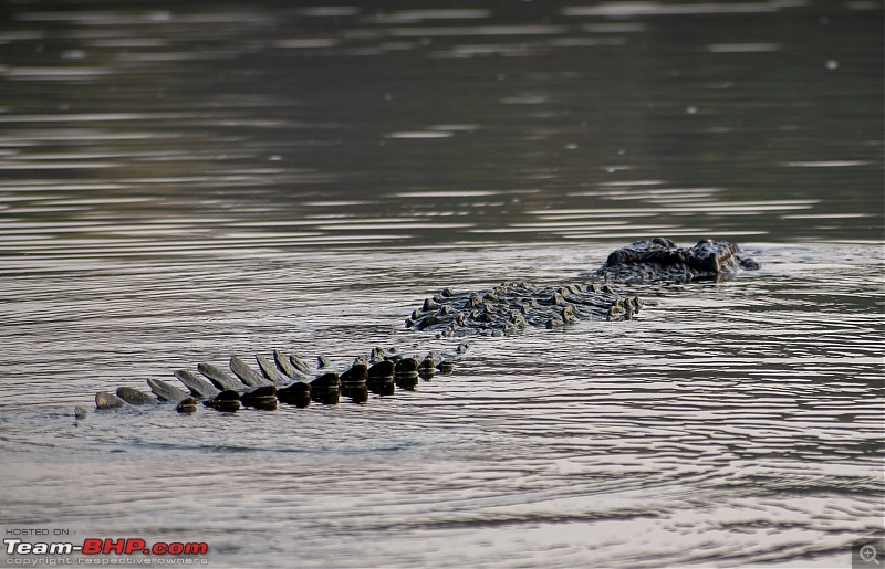 Weekend drive to Ranganathittu Bird Sanctuary and Lalitha Mahal Palace Hotel-dsc_9000.jpg