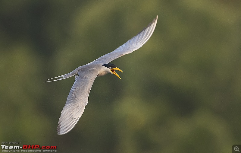 Weekend drive to Ranganathittu Bird Sanctuary and Lalitha Mahal Palace Hotel-015a0492.jpg