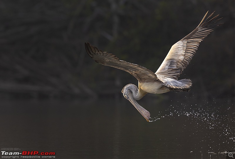 Weekend drive to Ranganathittu Bird Sanctuary and Lalitha Mahal Palace Hotel-015a1667.jpg