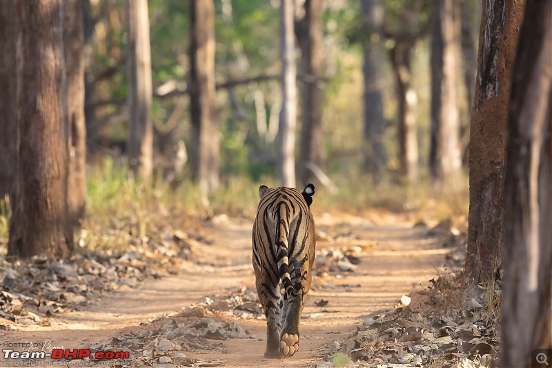 Nagarahole & Kabini Weekend Rendezvous | Tigers & Wildlife-muga-male.jpg