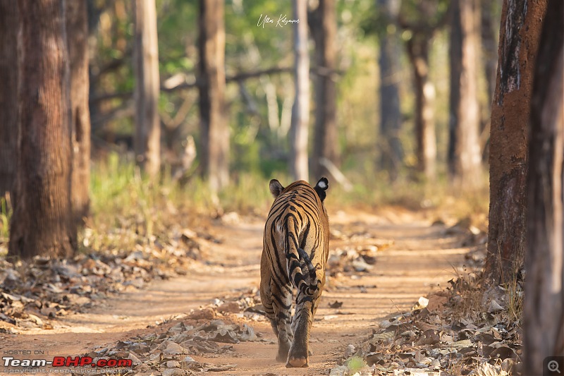 Nagarahole & Kabini Weekend Rendezvous | Tigers & Wildlife-muga-male1.jpg