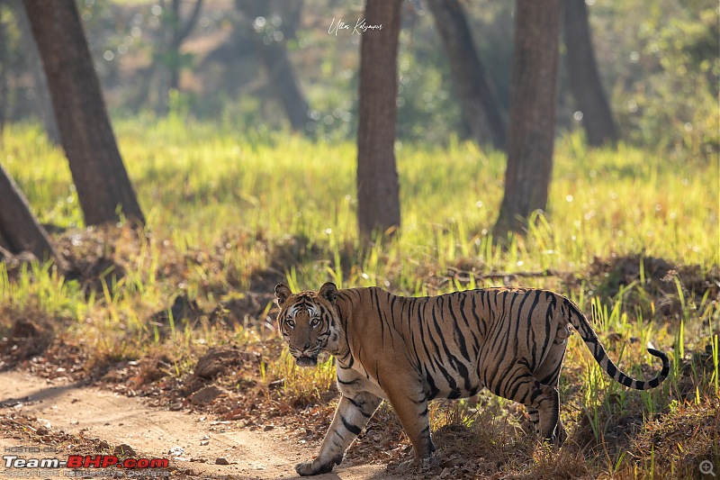 Nagarahole & Kabini Weekend Rendezvous | Tigers & Wildlife-muga-male2.jpg