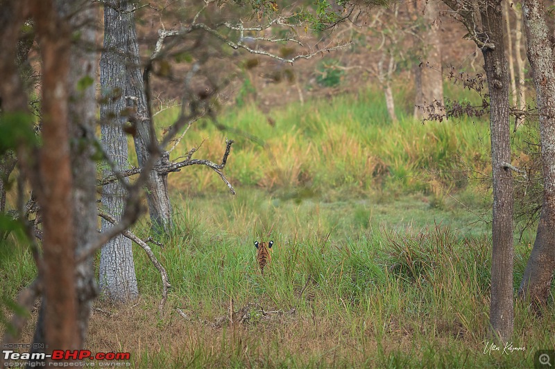Nagarahole & Kabini Weekend Rendezvous | Tigers & Wildlife-subadult1.jpg