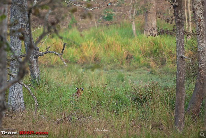 Nagarahole & Kabini Weekend Rendezvous | Tigers & Wildlife-subadult2.jpg