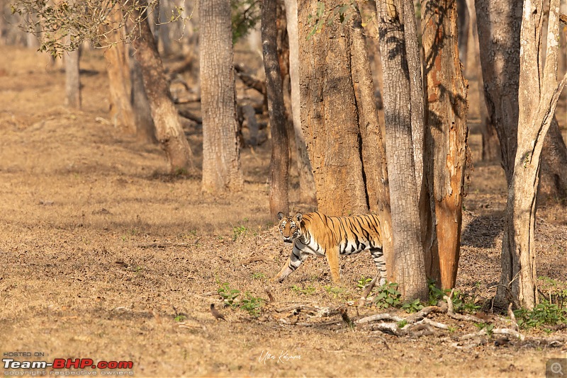 Nagarahole & Kabini Weekend Rendezvous | Tigers & Wildlife-bisalwadi-female.jpg
