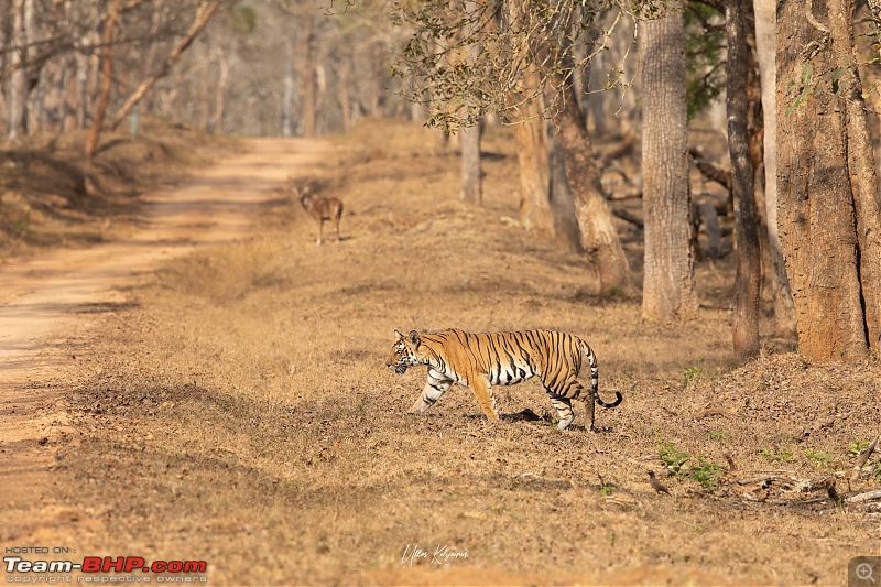 Nagarahole & Kabini Weekend Rendezvous | Tigers & Wildlife-bisalwadi-female1.jpg