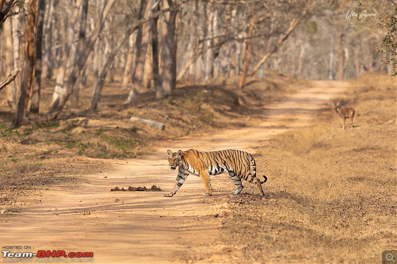 Nagarahole & Kabini Weekend Rendezvous | Tigers & Wildlife-bisalwadi-female2.jpg