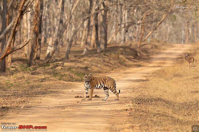 Nagarahole & Kabini Weekend Rendezvous | Tigers & Wildlife-bisalwadi-female3.jpg