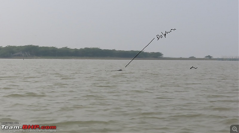 Zoomcar’ing in ‘Golden Triangle’ of Odisha, the soul of Incredible India-pic18-dolphin-peeping-out.jpg
