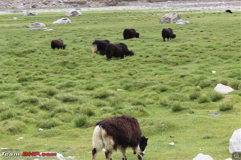 Bengaluru to Leh Travelogue | Leh Bhai (Bye) Ladakh | 31 days & 7964 km-yaks-grazing.jpg