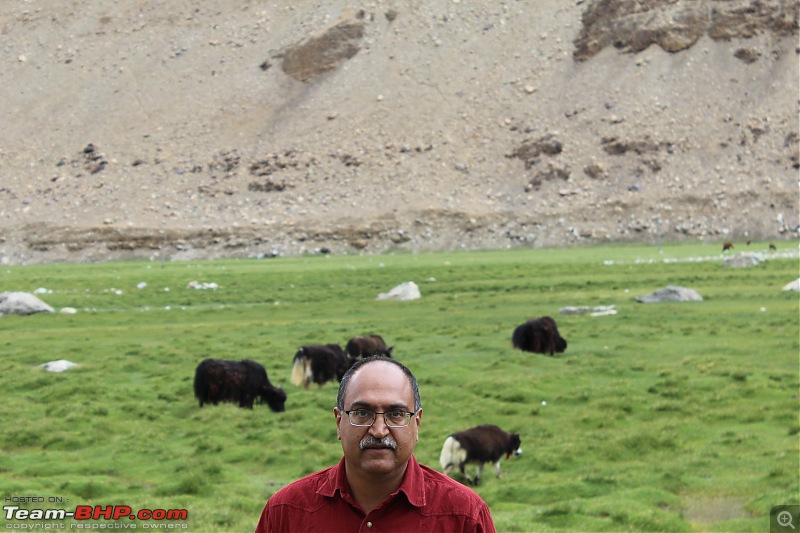 Bengaluru to Leh Travelogue | Leh Bhai (Bye) Ladakh | 31 days & 7964 km-yaks-grazing2.jpg