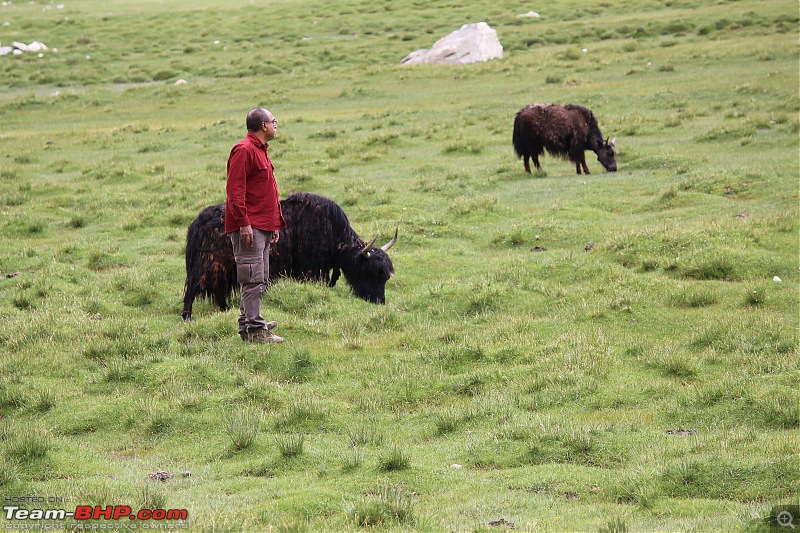 Bengaluru to Leh Travelogue | Leh Bhai (Bye) Ladakh | 31 days & 7964 km-yaks-grazing4.jpg